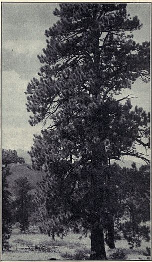 WESTERN YELLOW PINE  A magnificent tree which furnishes valuable timber. Range: Hills and mountains of western United States. Photograph by Albert E. Butler.