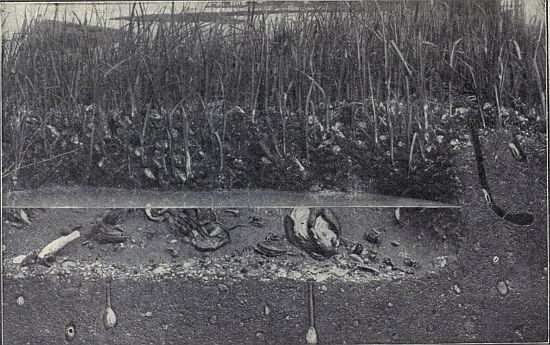 Group showing a starfish attacking an oyster; soft shelled clams; hermit crabs; fiddler crabs, etc.