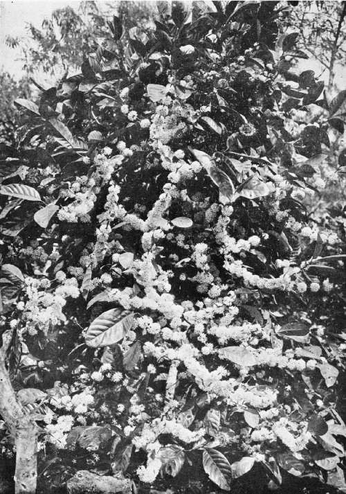 A HEAVY FLOWERING OF FIVE-YEAR-OLD COFFEA EXCELSA