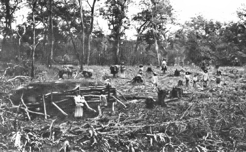 Clearing Virgin Forest for a Coffee Estate in Mexico