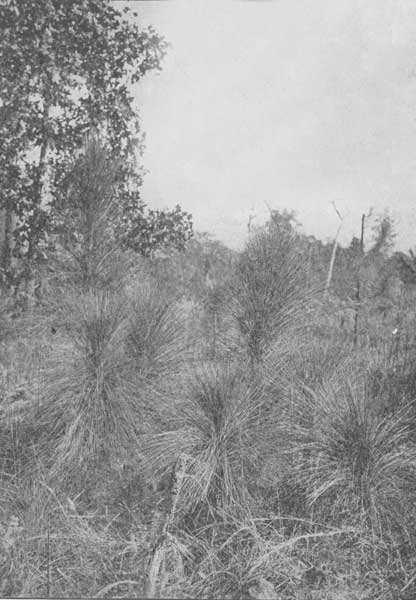 The fountain-like effect of the young long-leaved pine