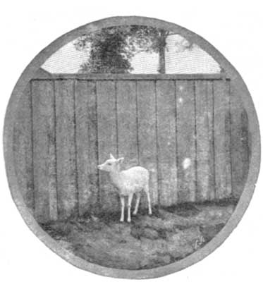 "FANNY," THE WHITE DEER.