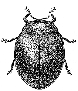 Rhizobius, the imported enemy of the Black Scale of the Olive.