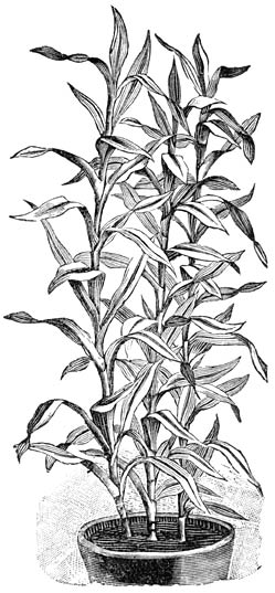 Fig. 238. Dracæna Sanderiana.