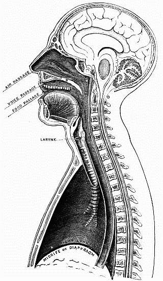  General view of vocal organ