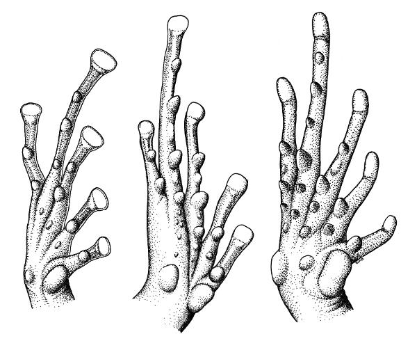 Fig. 3. Plantar views of feet of Eleutherodactylus alfredi (left, KU 93994, × 4.5), Syrrhophus pipilans nebulosus (middle, KU 58900, × 7.5), and Hylactophryne augusti (right, KU 102594, × 3) showing differences in size and arrangement of supernumerary tubercles.