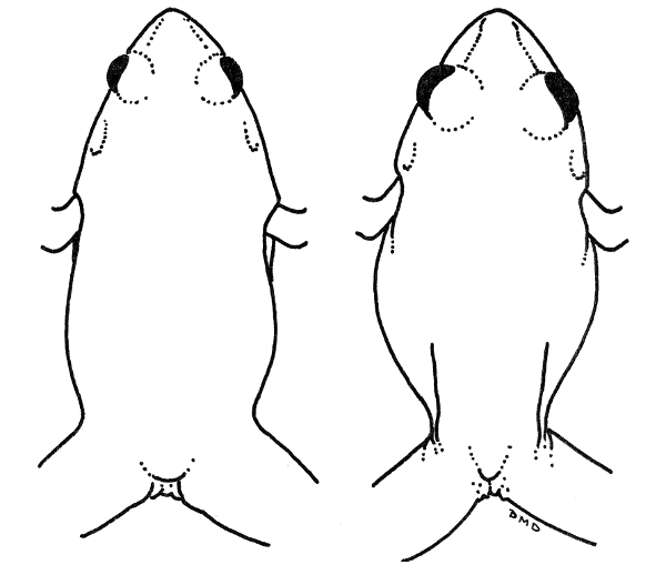 Fig. 5. Outline drawings of Leptodactylus melanonotus (left, KU 65704, × 2) and Eleutherodactylus alfredi (right, KU 93994, × 2).