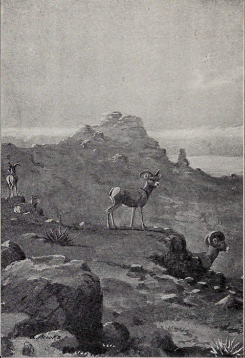 mountain_sheep