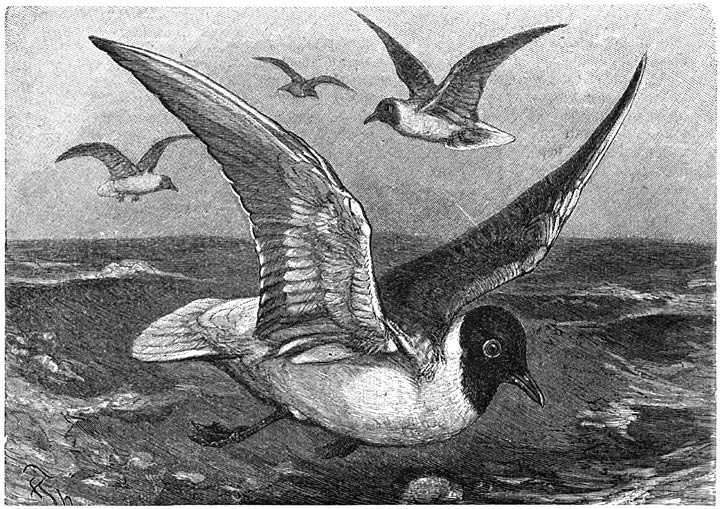 Kokmeeuw (Larus ridibundus). 1/4 v. d. ware grootte.