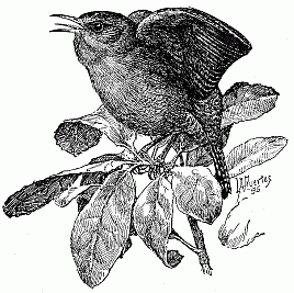 The Little Lover. (Western House Wren.)