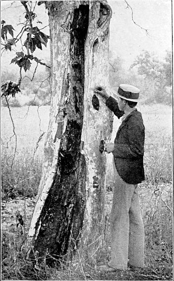 JACOB AND BAIRDI VISITING THE OLD NEST TREE