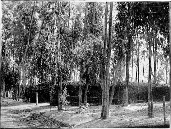 EUCALYPTUS WOOD STORED FOR MARKET, IN A EUCALYPTUS GROVE NEAR LOS ANGELES