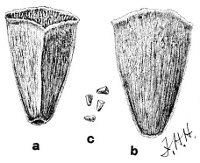 Fig 156.