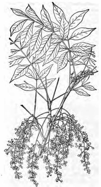 Fig. 3—Poison sumach (Rhus vernix), showing leaves, fruit, and leaf-scars, one-fourth natural size.  (Chesnut, Bulletin No. 20, Division of Botany, U. S. Department of Agriculture.)