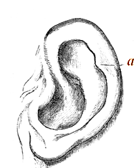 Human Ear, modelled and drawn by Mr. Woolner.