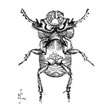 Fig. 20. Onitis furcifer, male, viewed from beneath.