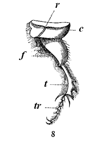 Fig. 25. Hind-leg of Geotrupes stercorarius (from Landois).