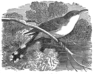 Yellow-billed Cuckoo.