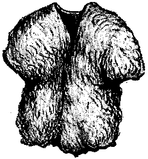 WINTER BEAR-SKIN COAT