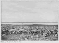 Photo: J. P. Tyrrell, July 30, 1893. HERD OF CARIBOU ON THE BANKS OF DUBAWNT RIVER