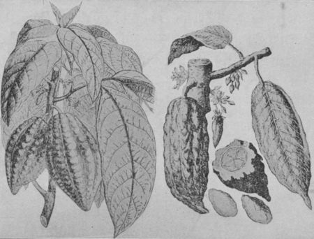 Fig. 39.—Cocoa Pods and Leaves.  (Permission of Walter Baker & Co., Ltd.)