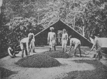 Fig. 41.—Drying Cocoa Seed. Ceylon.  (Permission of Walter Baker & Co., Ltd.)