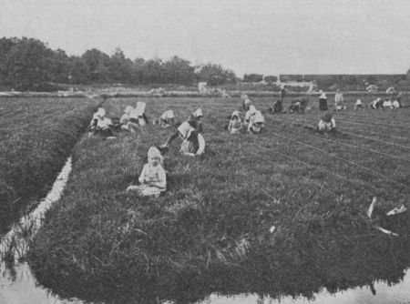 Fig. 46.—Cranberry Pickers at Work. Notice how the Bog is divided into Rows by Means of Cords.