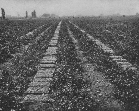 Fig. 59.—Drying Raisin Grapes.