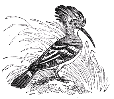 THE HOOPOE.