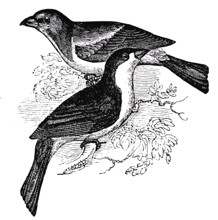 THE INDIGO BIRD.