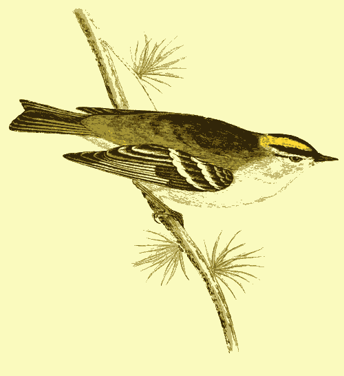 GOLD-CRESTED WREN.