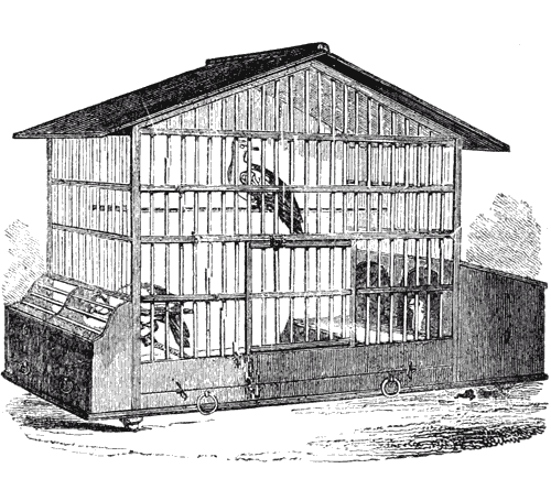 CATO’O DOVE’E BREEDING CAGE.