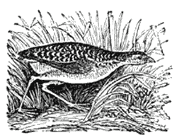 THE CORN CRAKE.