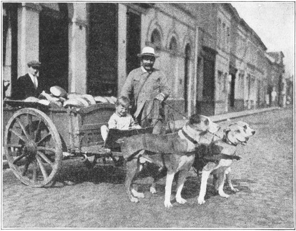 BELGIAN DOGS DRAW CARTS FOR THEIR OWNERS