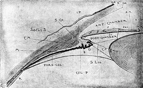 Anatomy of the Anterior Segment of the Eye