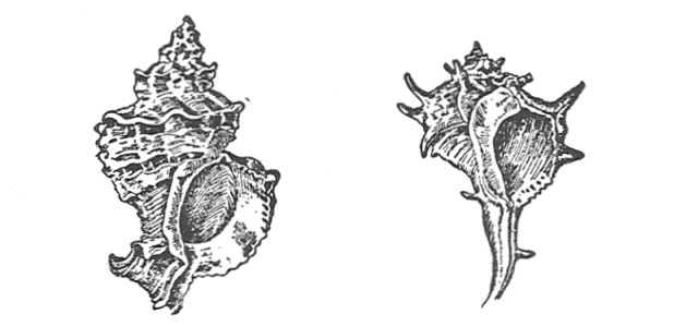 SHELLS OF THE SEA SNAIL FROM WHICH THE PURPLE DYE WAS MADE.