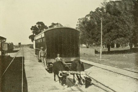 OXEN DRAWING RAILWAY COACH