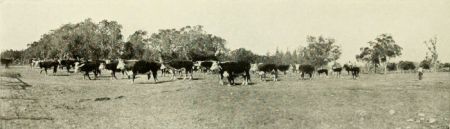 HEREFORD CATTLE