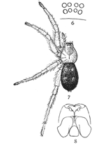 Figs. 6, 7, 8. Pythonissa imbecilla.—7, female enlarged four times. 6, the eyes seen from in front. 8, the maxillæ, labium, and ends of mandibles from below.