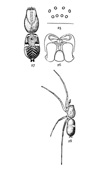 Figs. 25, 26, 27, 28. Micaria longipes.—28, Male enlarged four times. 25, eyes seen from in front. 26, maxillæ, labium, and ends of mandibles from below. 27, Southern variety, Micaria aurata. Colored orange, with black and white markings.