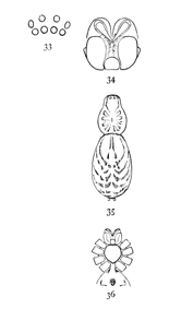 Figs. 33, 34, 35, 36. Agrœca pratensis.—33, eyes from in front. 34, maxillæ, labium, and ends of mandibles. 35, back of female enlarged four times. 36, under side of female as far back as the epigynum.