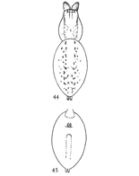 Figs. 44, 45. Anyphæna rubra.—44, female without the legs, enlarged four times. 45, under side of abdomen, showing position of air-tubes.