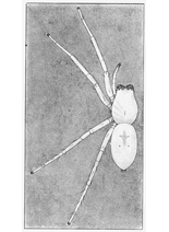 fig. 48. Female Clubiona crassipalpis, enlarged four times.