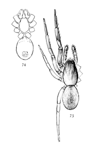 Figs. 73, 74. Ariadne bicolor.—73, upper side enlarged four times. 74, under side.