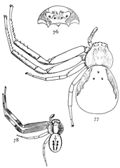 Figs. 76, 77, 78. Misumena vatia.—76, head and eyes seen from in front. 77, female enlarged four times. 78, male enlarged four times.