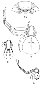 Figs. 79, 80, 81, 82. Misumena aleatoria.—79, front of head and eyes. 80, female enlarged four times. 81, female with dark markings. 82, male enlarged four times.