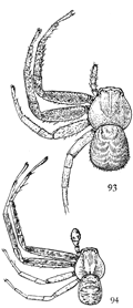 Figs. 93, 94. Xysticus nervosus.—93, female. 94, male. Both enlarged four times.