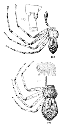 Figs. 101, 102, 103, 104. Philodromus vulgaris.—101, male. 102, female. Both enlarged four times. 103, tibia of the male palpus. 104, one of the feet.