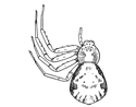 Fig. 105. Philodromus ornatus.—Female enlarged six times.