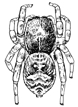 Fig. 119. Attus palustris, enlarged six times.